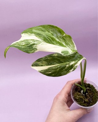 Monstera Lechleriana Albo Variegata