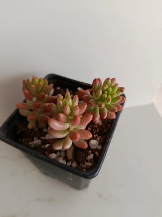 Sedum Aurora