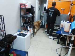 TRASPASO PELUQUERIA CANINA POR PREJUBILACION