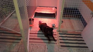 TRASPASO PELUQUERIA CANINA POR PREJUBILACION