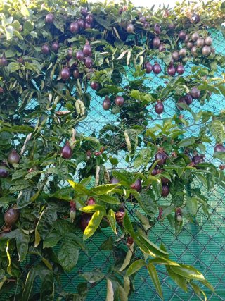 Fruta de la pasión Maracuyá,6 euros el kg