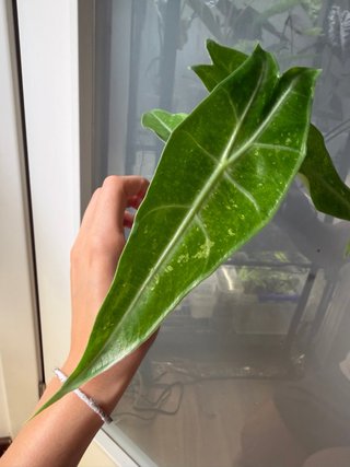 Alocasia longiloba forest