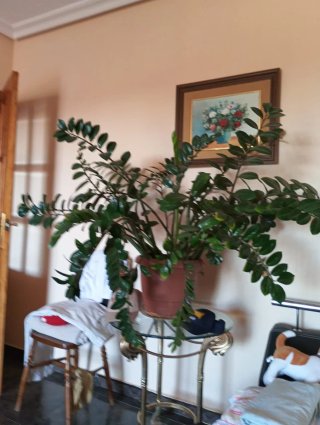 Planta de interior Zamioculcas