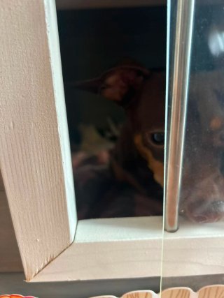 Casita de madera para perro con porche
