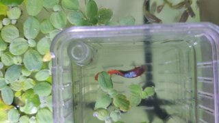 8 lechugas de agua para acuario