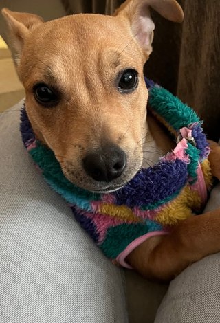 Cuidado de mascotas y paseo de perros