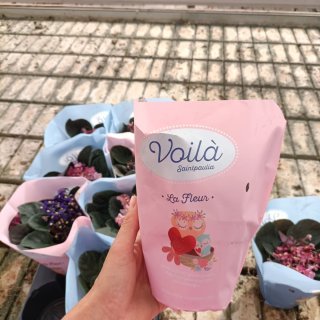 Violetta Africana Saintpaulia Set 3