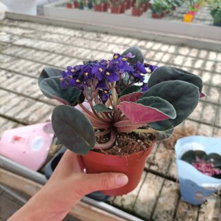 Violetta Africana Saintpaulia Set 3