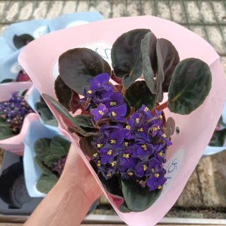 Violetta Africana Saintpaulia Set 3