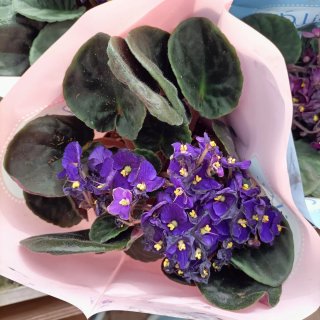 Violetta Africana Saintpaulia Set 3