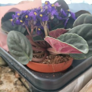 Violetta Africana Saintpaulia Set 3
