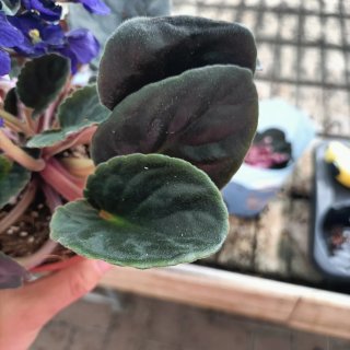 Violetta Africana Saintpaulia Set 3