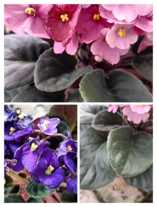 Violetta Africana Saintpaulia Set 3