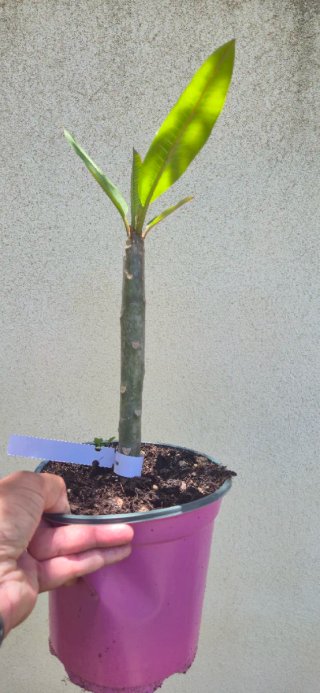 Plumeria fiore Rosa