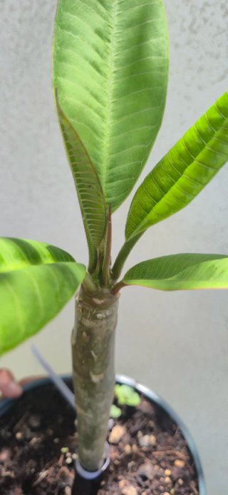 Plumeria fiore Rosa