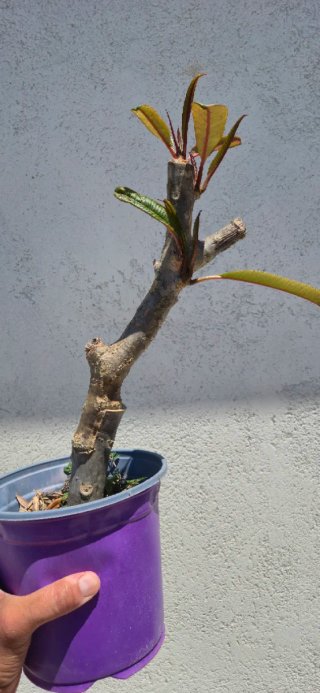 Plumeria fiore Rosa
