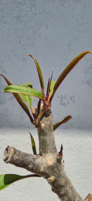 Plumeria fiore Rosa