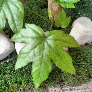 Pianta Fatsia Japonica