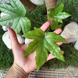 Pianta Fatsia Japonica