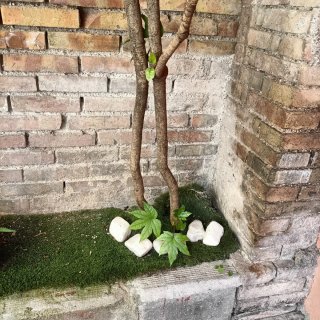 Pianta Fatsia Japonica