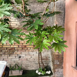 Pianta Fatsia Japonica