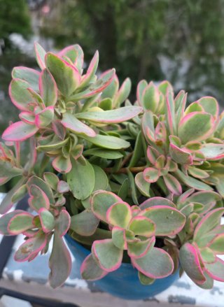Crassula 'Money Maker' Variegata succulenta