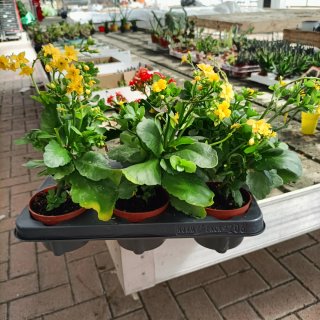 Set 6 Kalanchoe Doppio Giallo Rosso
