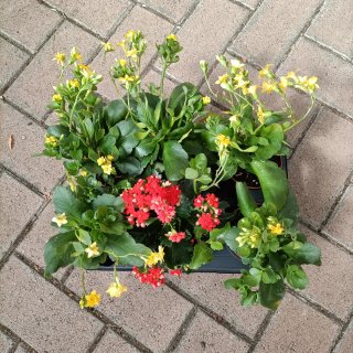 Set 6 Kalanchoe Doppio Giallo Rosso
