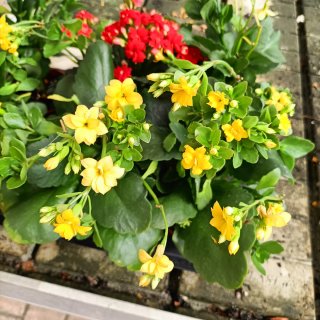 Set 6 Kalanchoe Doppio Giallo Rosso