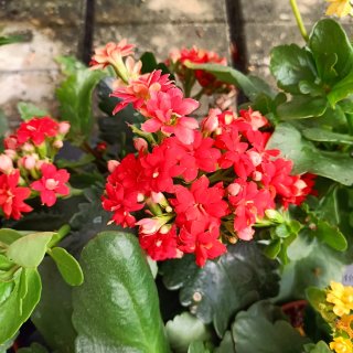 Set 6 Kalanchoe Doppio Giallo Rosso