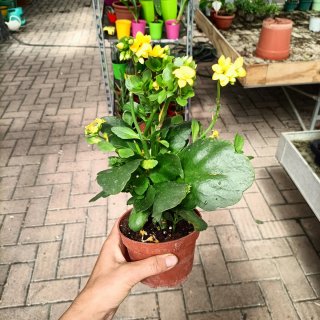 Set 6 Kalanchoe Doppio Giallo Rosso