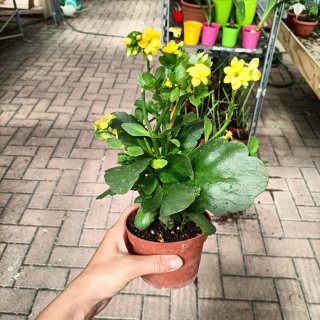 Set 6 Kalanchoe Doppio Giallo Rosso