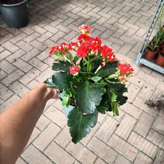 Set 6 Kalanchoe Doppio Giallo Rosso