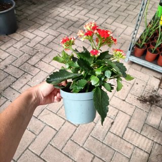 Set 6 Kalanchoe Doppio Giallo Rosso