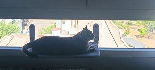 Hamaca para ventana de gato plegable