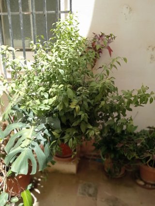 Planta de interior verde