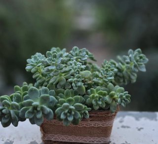 Sedum clavatum adulto accestito.Puanta succulenta