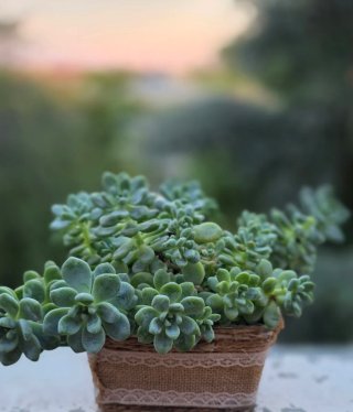 Sedum clavatum adulto accestito.Puanta succulenta