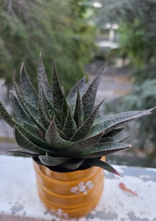 Gasteria 'Tiga' – Elegante succulenta