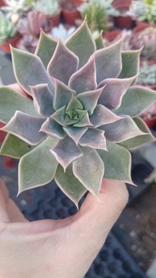 Echeveria Dark Desirée 5.5 cm