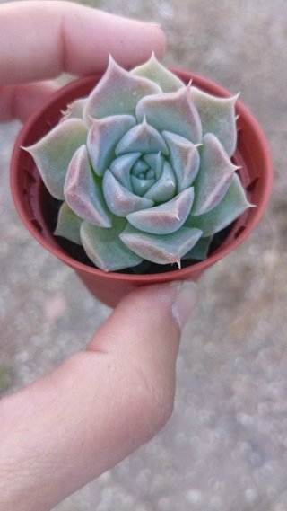 Echeveria Hialina 5.5 cm
