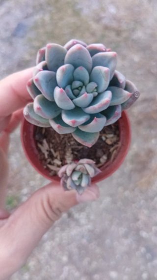 Pachiveria Hanabijin 5.5 cm