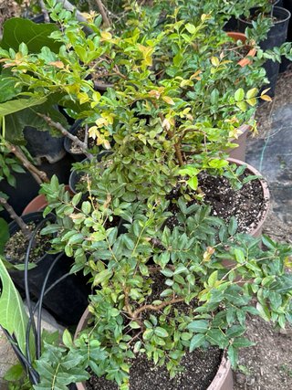 Jaboticaba 3 años en maceta XXL