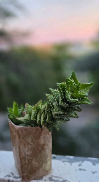 Aloe juvenna (Dente di Tigre)Pianta succulenta