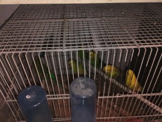 Jaula para pájaros