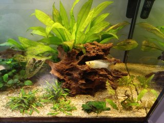 Acuario 240 litros con mueble