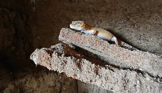 Fondo 3D tipo puzzle para terrario reptiles
