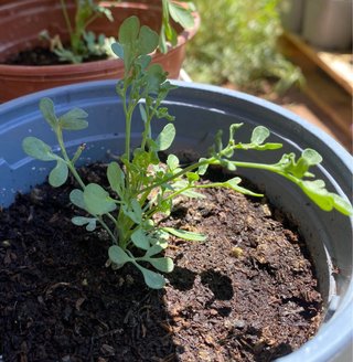 Planta de Ruda (Ruta Graveolens)