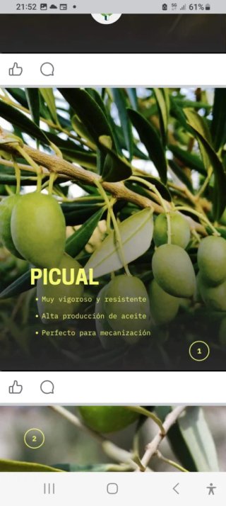 Venta Plantones de Olivo Variedades