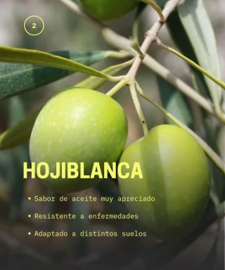 Venta Plantones de Olivo Variedades